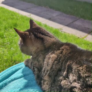 Soms moet je even opladen in de zon met een stapel dekens om je heen, twee truien aan en de kat op schoot ☀️

(En Cleo Huizinga van @marijkeswereld.nl in je oren 🎧)